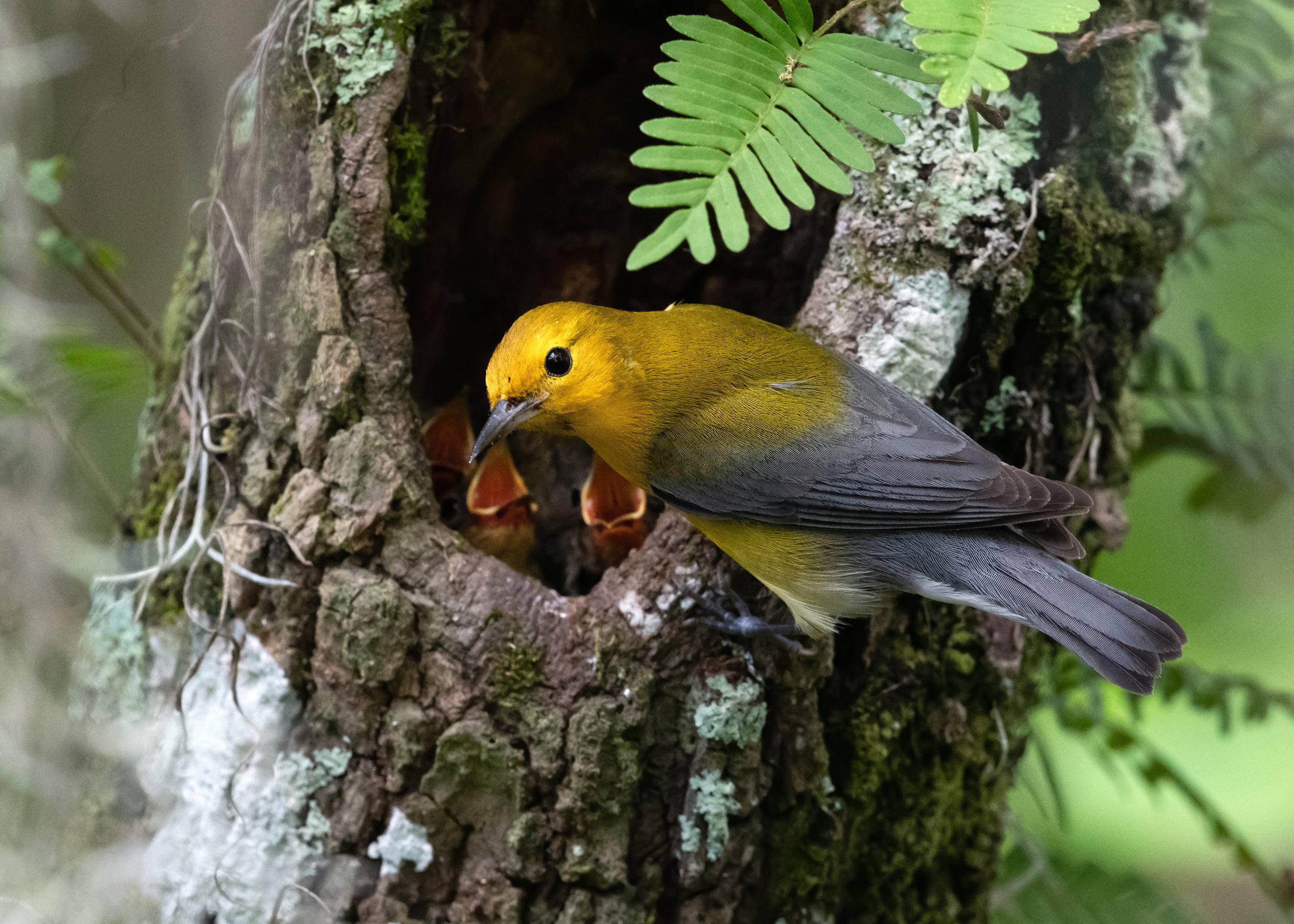 Prothonotary Warbler, adult male and chicks. Photo: Peter Brannon/Audubon Photography Awards